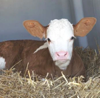 kalb-stroh herausforderungen-kälberdurchfall-faktorenkrankheit-kälber-auslöser-ursachen