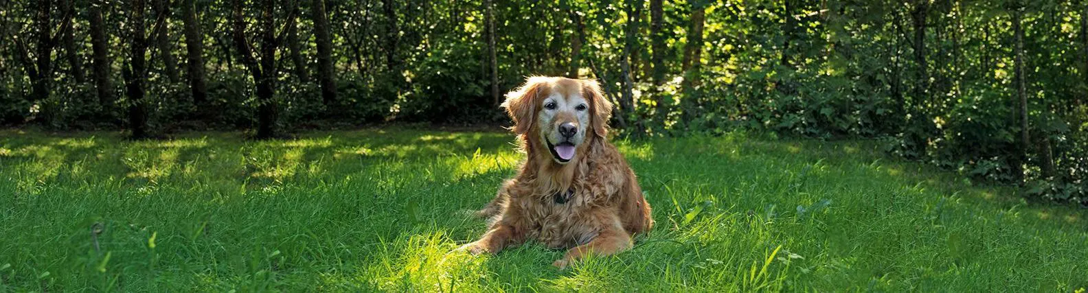 hundefutter hund-hundefutter-welpenfutter-basic-junior-fleischtopf-trockenfutter-nassfutter