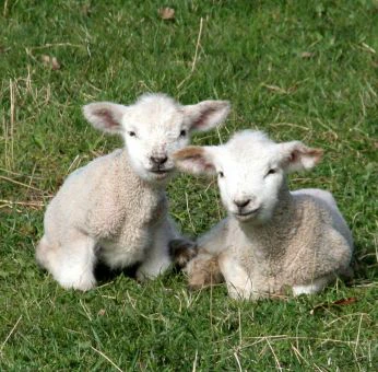 lämmer-weide lämmer-selenmangel-lammzeit-selenvarianten-lamm-muskelschwäche-schaffütterung