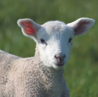 lämmeraufzucht lämmeraufzucht-lammzeit-vitamine-schaffütterung-lamm-lämmermilch-lämmerstart