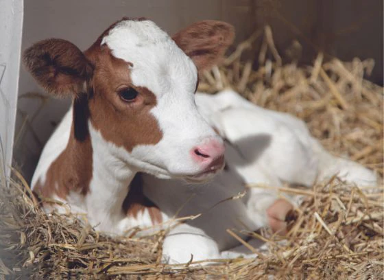 kalb-rotbunt atemwegserkrankungen-kalb-belastungseinflüsse-erkrankungsfolgen-husten-kälber