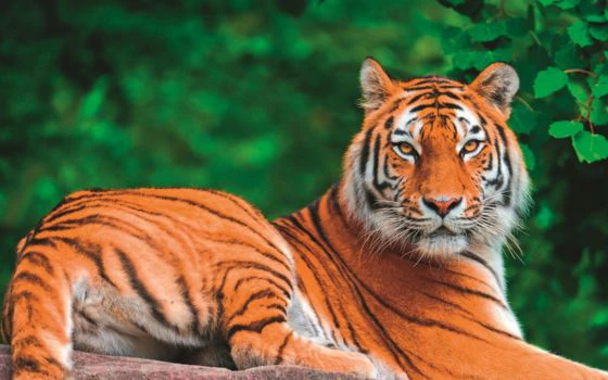 tiger tiger-zoo-futterkonzepte-mineralfutter-zootiere-tierarten-versorgung-experten