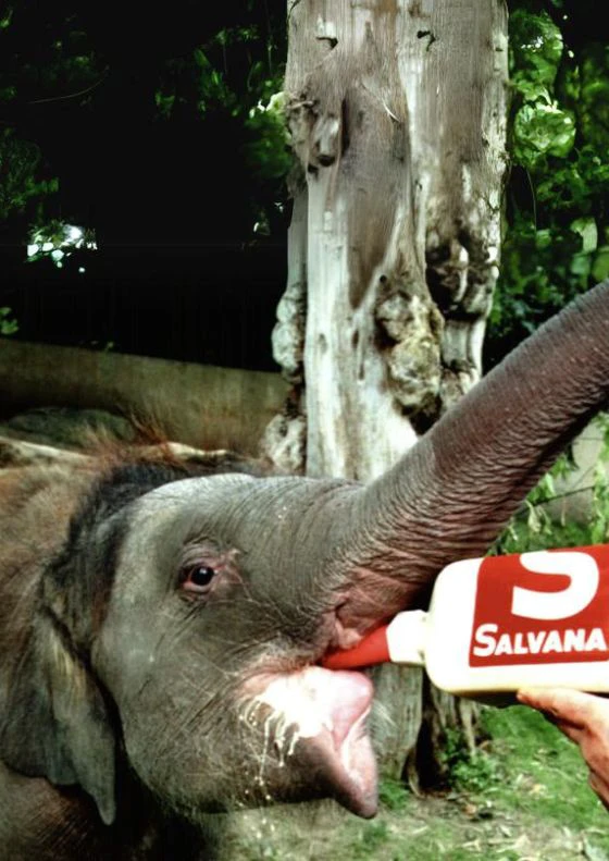 elefant-milch elefant-milch-mineralfutter-milchaustauscher-salvana-versorgung-zoo-tierpark