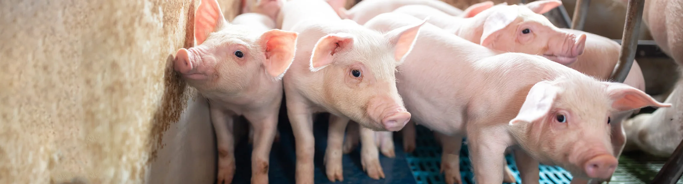 ferkel-ferkelfutter-saugferkel-ferkelaufzucht-ferkelmilch-futterkerne-prestarter