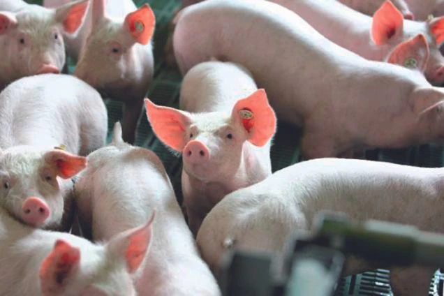eukatop-salvana-ferkel-schweine-atemwege-immunität-abwehrkräfte-schleimhäute