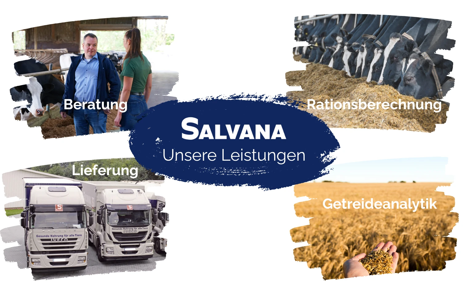 Die Grafik zeigt die vier Leistungsbereiche Beratung, Getreideanalytik, Rationsberechnung und Lieferung als Bilder.