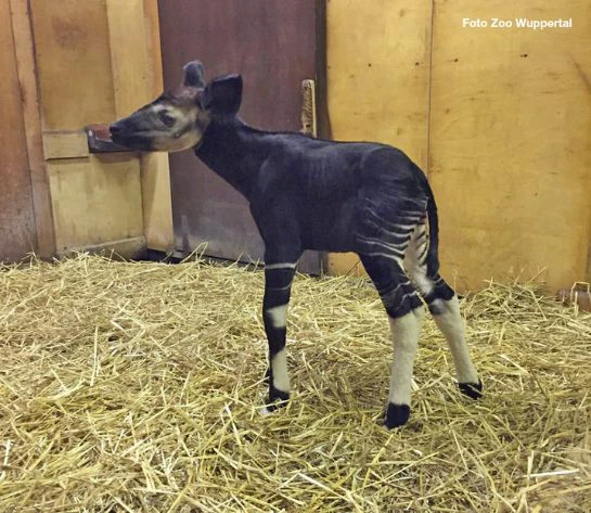 okapi okapi-zoo-wildtiere-futtermittel-ernährung-versorgung-betreuung-zootiere-futter