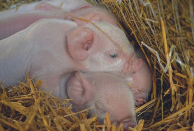 ferkel-stroh ferkel-stroh-atemwegserkrankungen-husten-erkrankungsfolgen-belastungseinflüsse