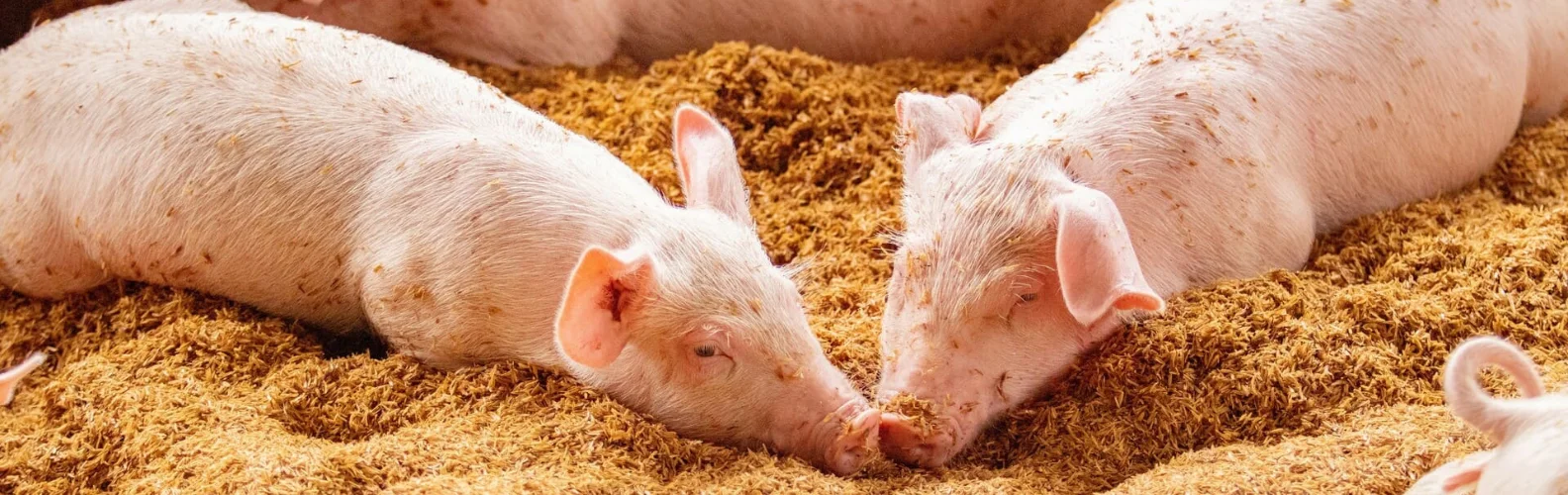 biologisches-schweinefutter bio-schweinefutter-kaufen-biologisches-futter-schweine-ökologische-haltung