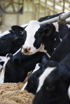 kuehe beim fressen im stall, salvana bovi blau zur unterstuetzung der immunabwehr