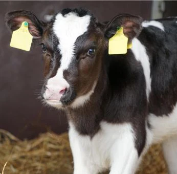 kalb massnahmen-kälberdurchfall-kalb-kolostrumversorgung-hygiene-elektrolyttränke