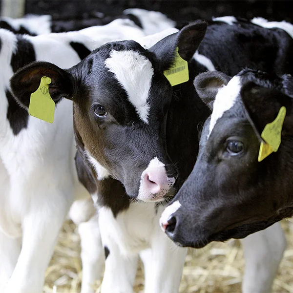portrataufnahme eines schwarzbunten kalbes, massnahmen bei kaelberdurchfall, kolostrumversorgung, hygiene, elektrolyttraenke